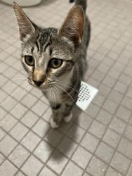 Reunited Female Cat last seen Verano place, Irvine, CA 92617