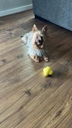 Reunited Female Dog last seen Downen Ave & Latham Ave, Hemet, CA 92543
