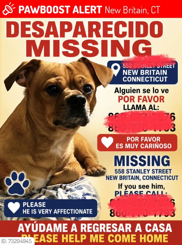 Lost Male Dog last seen Near Stanley Street New Britain Connecticut, New Britain, CT 06053