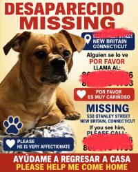 Lost Male Dog last seen Near Stanley Street New Britain Connecticut, New Britain, CT 06053