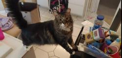 Lost Male Cat last seen Ridgefields or Morningstar, Hernando, FL 34442
