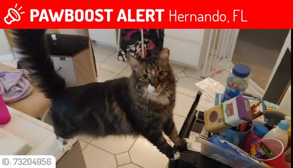 Lost Male Cat last seen Ridgefields or Morningstar, Hernando, FL 34442