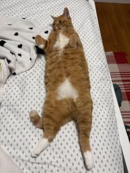 Reunited Male Cat last seen Usually around vanderbilt, moo burger and surrounding streets, Island Park, NY 11558