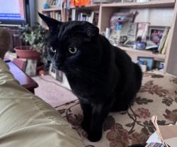 Lost Male Cat last seen 88th and Winchester, Anchorage, AK 99507