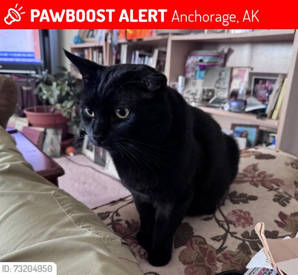 Lost Male Cat last seen 88th and Winchester, Anchorage, AK 99507