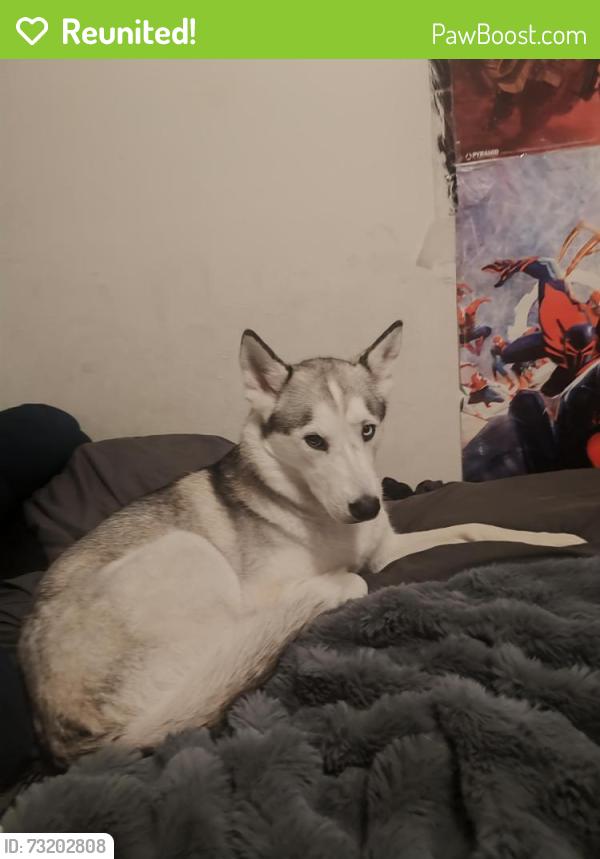 Reunited Female Dog last seen Lowell and quincy, Englewood, CO 80110