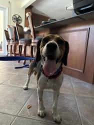 Found/Stray Male Dog last seen Sawgrass Mall, Plantation, FL 33313