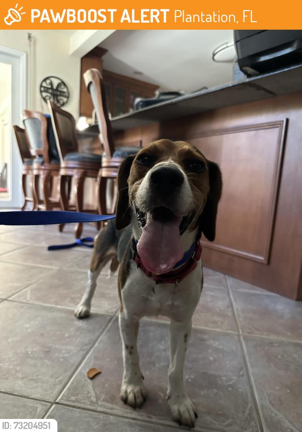 Found/Stray Male Dog last seen Sawgrass Mall, Plantation, FL 33313