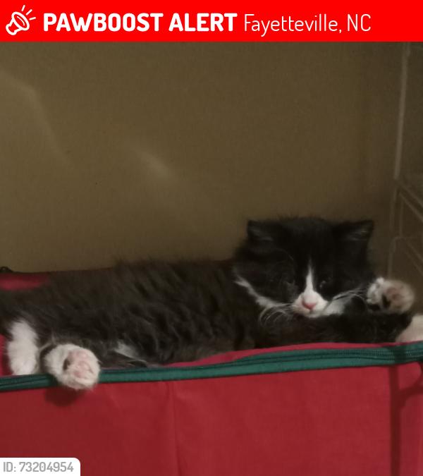 Lost Male Cat last seen Ft. Bragg Road, Fayetteville, NC near Terry Sanford High School, Fayetteville, NC 28305