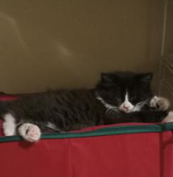 Lost Male Cat last seen Ft. Bragg Road, Fayetteville, NC near Terry Sanford High School, Fayetteville, NC 28305
