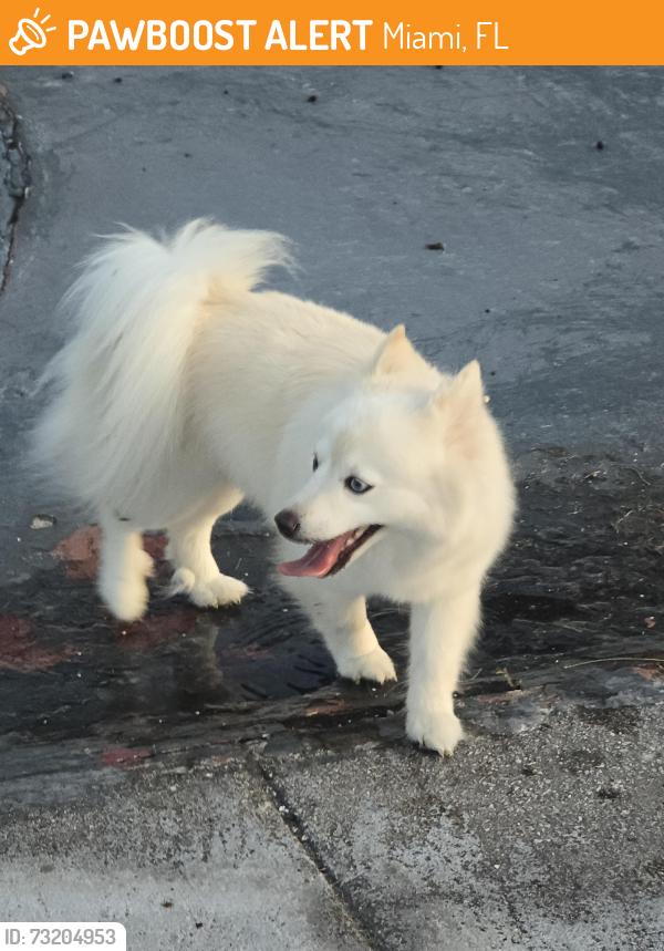 Found/Stray Female Dog last seen Near sw 38 calle, Miami, FL 33185