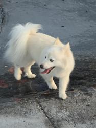 Found/Stray Female Dog last seen Near sw 38 calle, Miami, FL 33185
