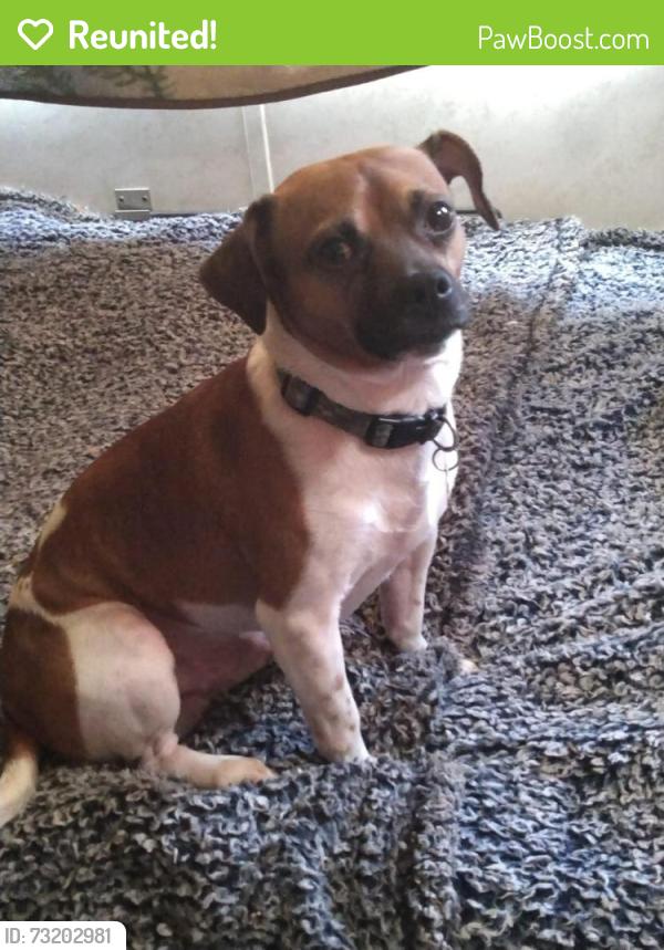 Reunited Male Dog last seen Kellytown road, Hartsville, SC 29550