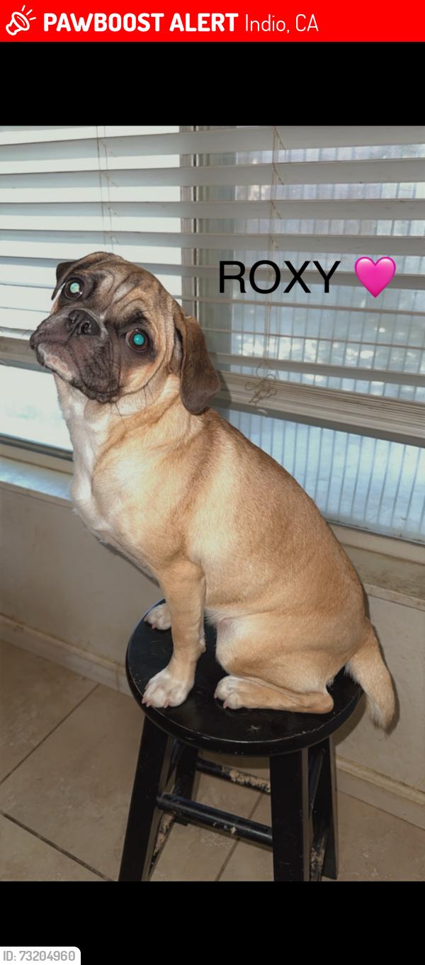 Lost Female Dog last seen Arabia St, Oasis St and Ave 48, Indio, CA 92201