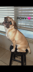 Lost Female Dog last seen Arabia St, Oasis St and Ave 48, Indio, CA 92201