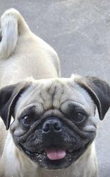 Lost Male Dog last seen Rosewood and Morning Dr, Bakersfield, CA 93306