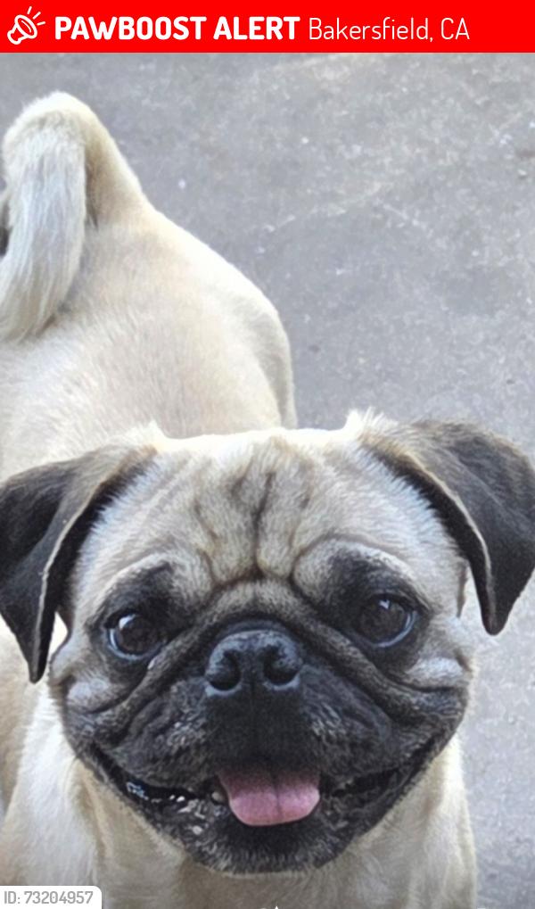 Lost Male Dog last seen Rosewood and Morning Dr, Bakersfield, CA 93306