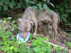 Found/Stray Male Dog last seen In the ditch, Ashland City, TN 37209