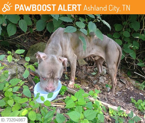 Found/Stray Male Dog last seen In the ditch, Ashland City, TN 37209