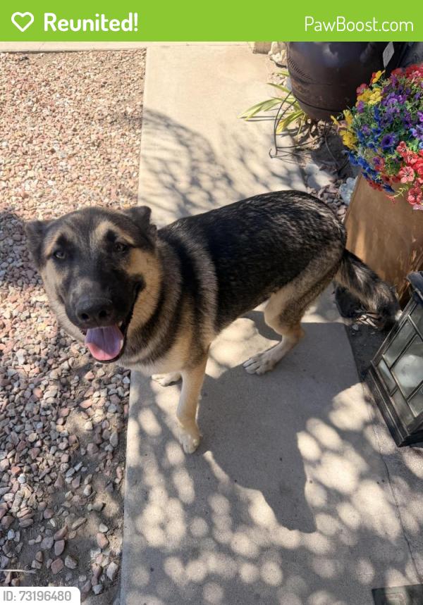 Reunited Male Dog last seen State st and Scovell, San Jacinto, CA 92583