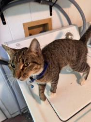 Found/Stray Female Cat last seen Avenue E and Little Rd, Fort Worth, TX 76105