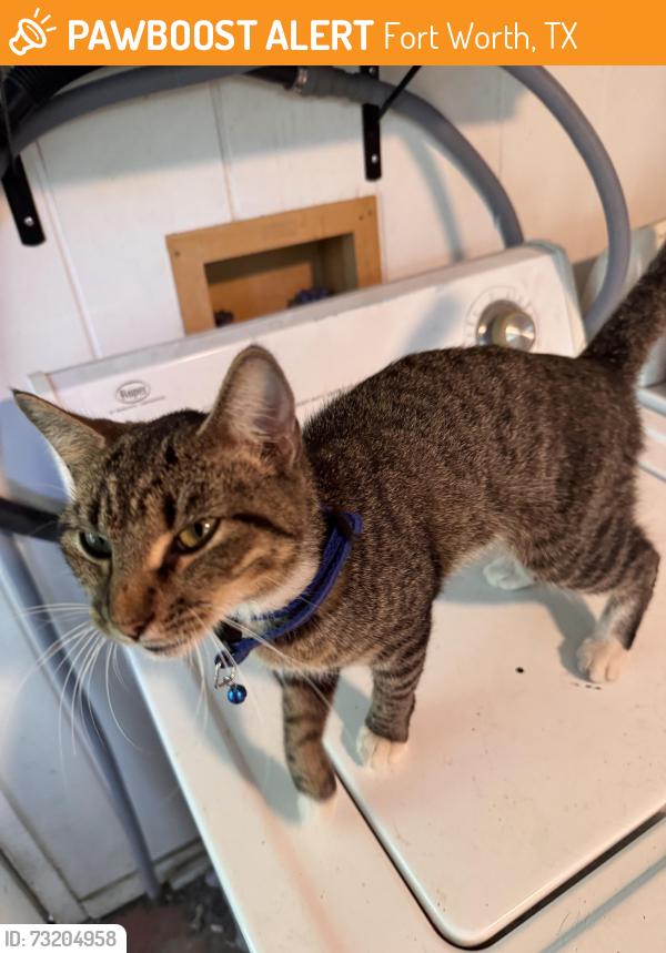 Found/Stray Female Cat last seen Avenue E and Little Rd, Fort Worth, TX 76105