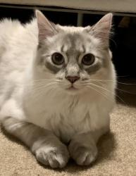 Lost Male Cat last seen Saint James Lutheran Church, Fairview, PA 16415