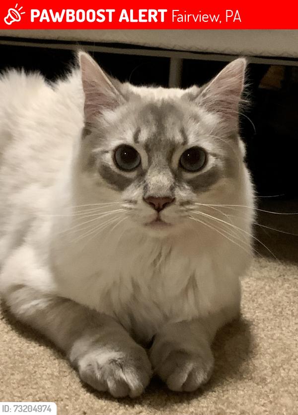 Lost Male Cat last seen Saint James Lutheran Church, Fairview, PA 16415