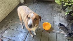 Found/Stray Female Dog last seen Pine tree rd and Post Road, Monroe, NY 10950