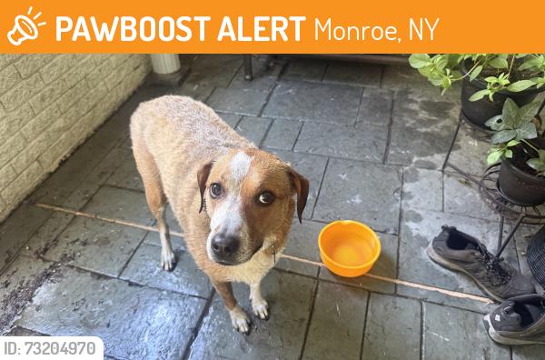 Found/Stray Female Dog last seen Pine tree rd and Post Road, Monroe, NY 10950