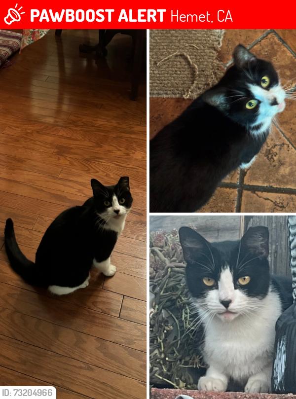 Lost Female Cat last seen Hemet High School, Hemet, CA 92544