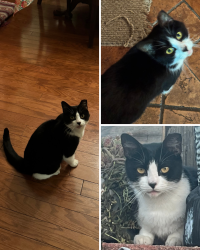 Lost Female Cat last seen Hemet High School, Hemet, CA 92544