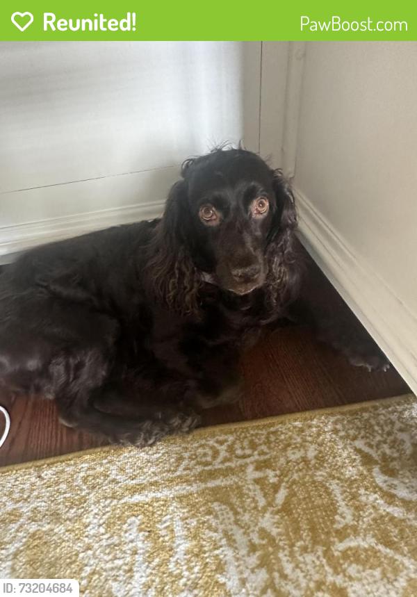 Reunited Female Dog last seen Near ringgold Ln Plano tx 75093, Plano, TX 75093