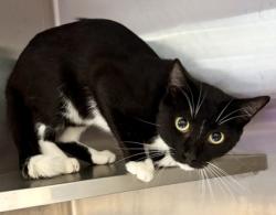 Shelter Stray Male Cat last seen Near Wilmont DR NE, 30329, GA, 3280 Chamblee Dunwoody Rd, Chamblee, GA 30341, USA