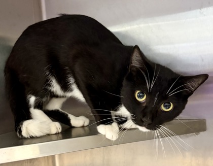 Shelter Stray Male Cat last seen Near Wilmont DR NE, 30329, GA, 3280 Chamblee Dunwoody Rd, Chamblee, GA 30341, USA