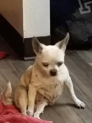 Found/Stray Unknown Dog last seen Florence street and mlk blvd 93706 fresno, Fresno, CA 93706