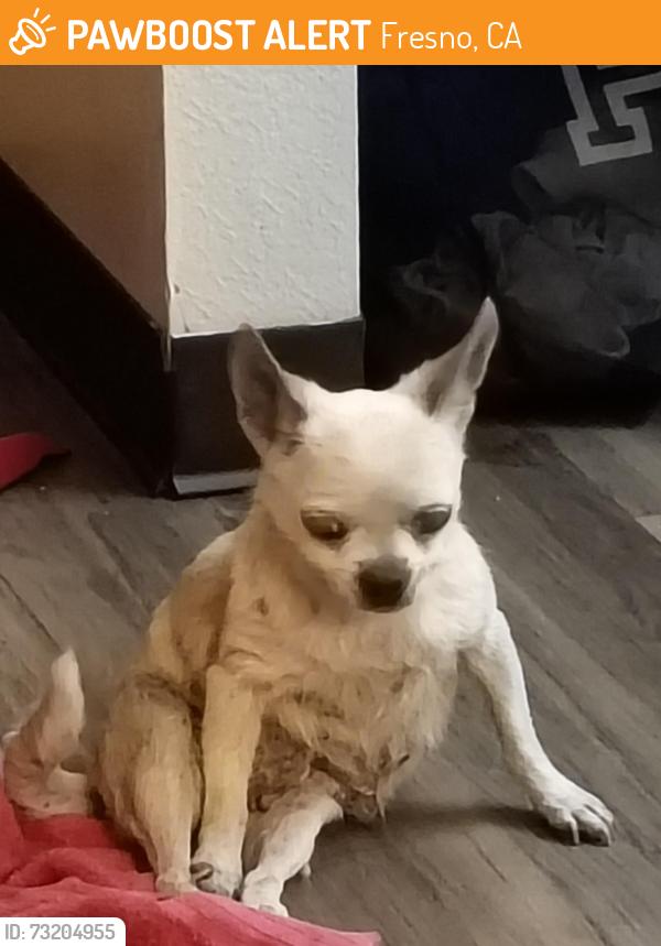 Found/Stray Unknown Dog last seen Florence street and mlk blvd 93706 fresno, Fresno, CA 93706
