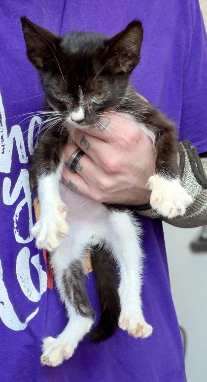 Shelter Stray Male Cat last seen Near N Decatur Rd, Decatur, GA 30033, 30033, GA, 3280 Chamblee Dunwoody Rd, Chamblee, GA 30341, USA