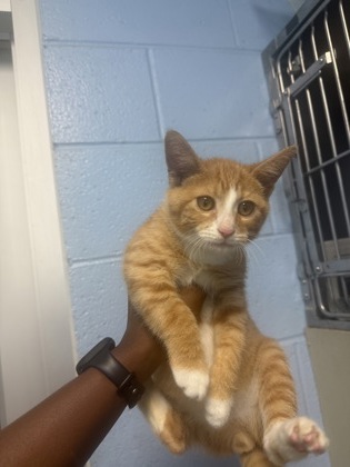Shelter Stray Male Cat last seen Near Chamblee Dunwoody Rd, 30341, GA, 3280 Chamblee Dunwoody Rd, Chamblee, GA 30341, USA