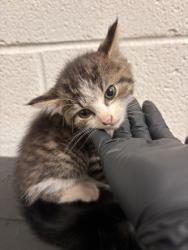 Shelter Stray Female Cat last seen Near Tennessee Ave, Knox County GP, TN, 3201 Division St, Knoxville, TN 37919, USA