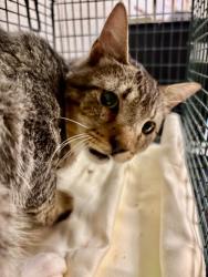 Shelter Stray Male Cat last seen Near Hart Rd, Knox County GP, TN, 3201 Division St, Knoxville, TN 37919, USA