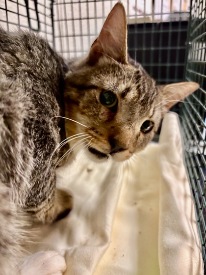 Shelter Stray Male Cat last seen Near Hart Rd, Knox County GP, TN, 3201 Division St, Knoxville, TN 37919, USA