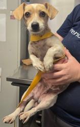 Shelter Stray Female Dog last seen E North Ave & S Chestnut Ave, Fresno Zone Fresno CO 2 93727, CA, 1510 W Dan Ronquillo Dr, Fresno, CA 93706, USA