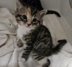 Shelter Stray Female Cat last seen Alexandria, VA, 223036, Richmond Hwy &HollyHillRd, Fairfax County, VA, 4500 West Ox Rd, Fairfax, VA 22030, USA