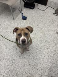Shelter Stray Female Dog last seen Near Cottage Ln, Atlanta, GA, 1251 Fulton Industrial Blvd NW, Atlanta, GA 30336, USA