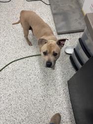 Shelter Stray Female Dog last seen Near Cottage Ln, Atlanta, GA, 1251 Fulton Industrial Blvd NW, Atlanta, GA 30336, USA