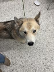 Shelter Stray Male Dog last seen Near Campbellton RD SW, Atlanta, GA, 1251 Fulton Industrial Blvd NW, Atlanta, GA 30336, USA
