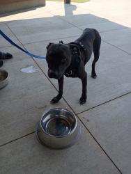 Shelter Stray Female Dog last seen Near Ponce de Leon Ave NE, Atlanta, GA, 1251 Fulton Industrial Blvd NW, Atlanta, GA 30336, USA