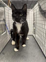 Shelter Stray Female Cat last seen Near River Divide Rd, Sevier County, TN, 1008 Old Knoxville Hwy, Sevierville, TN 37862, USA
