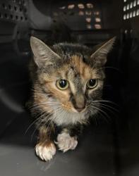 Shelter Stray Female Cat last seen Near Luckie St NW, Atlanta, GA, 1251 Fulton Industrial Blvd NW, Atlanta, GA 30336, USA